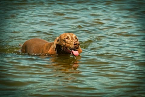 Schwimmen Hundeschule